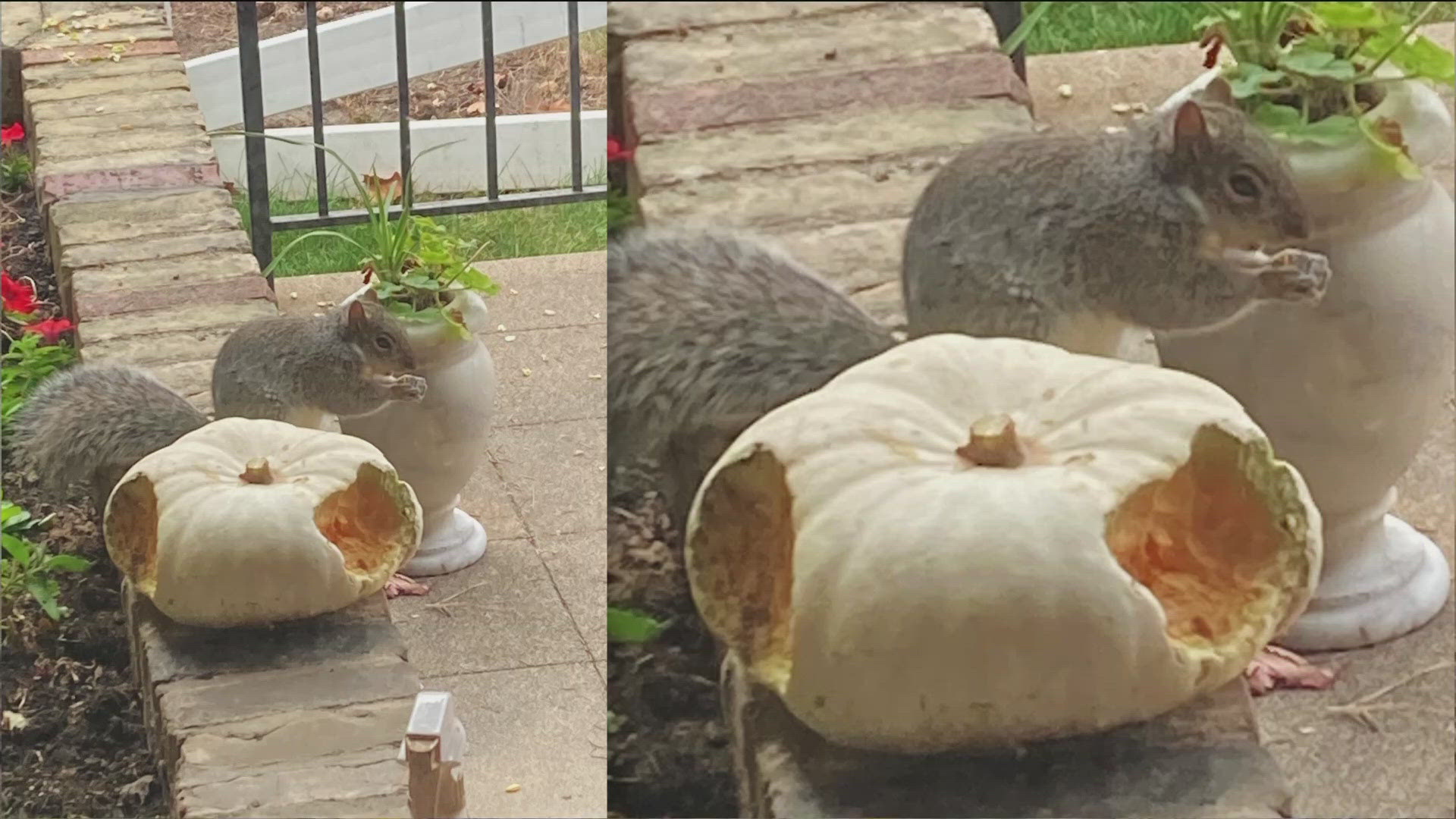 In Tuesday's YGN segment, viewers share photos and some nice stories! Submit your good news to us at yourgoodnews@kare11.com.