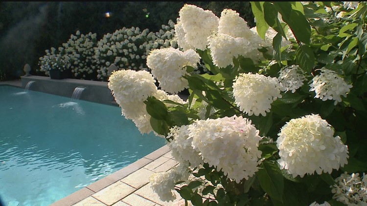 Grow with KARE: Benefits of a white garden