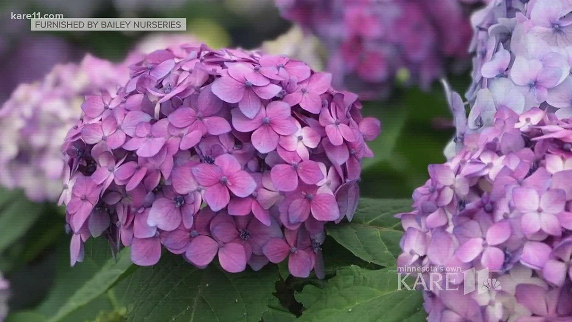 Endless Summer hydrangeas is the world's first and best selling collection of re-blooming hydrangea... and it's the official Super Bowl flower this year. http://kare11.tv/2nxxBDY