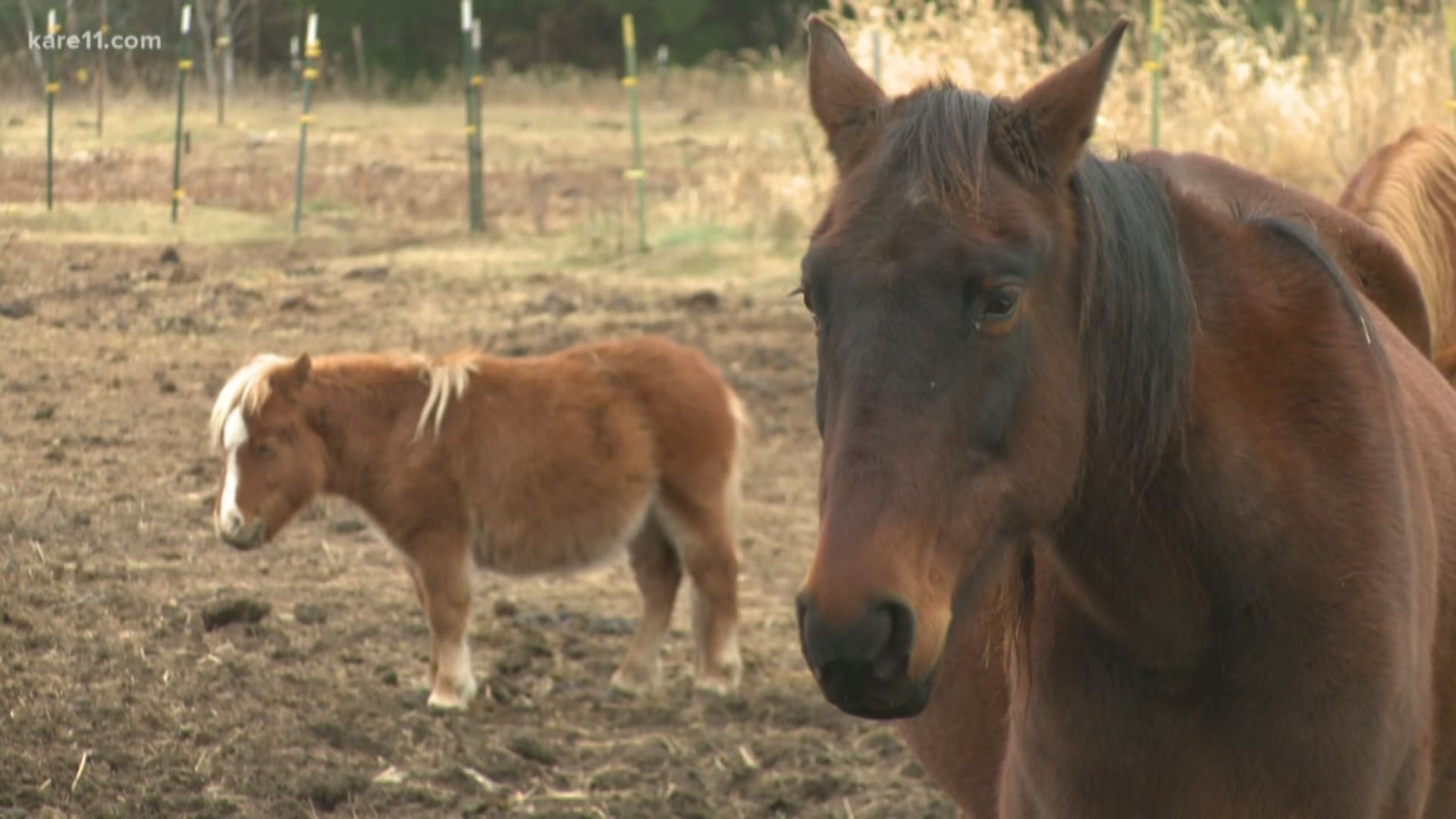A North Branch woman could face chargesafter nearly a dozen of her horses were taken from her farm after an investigation into suspected mistreatment.