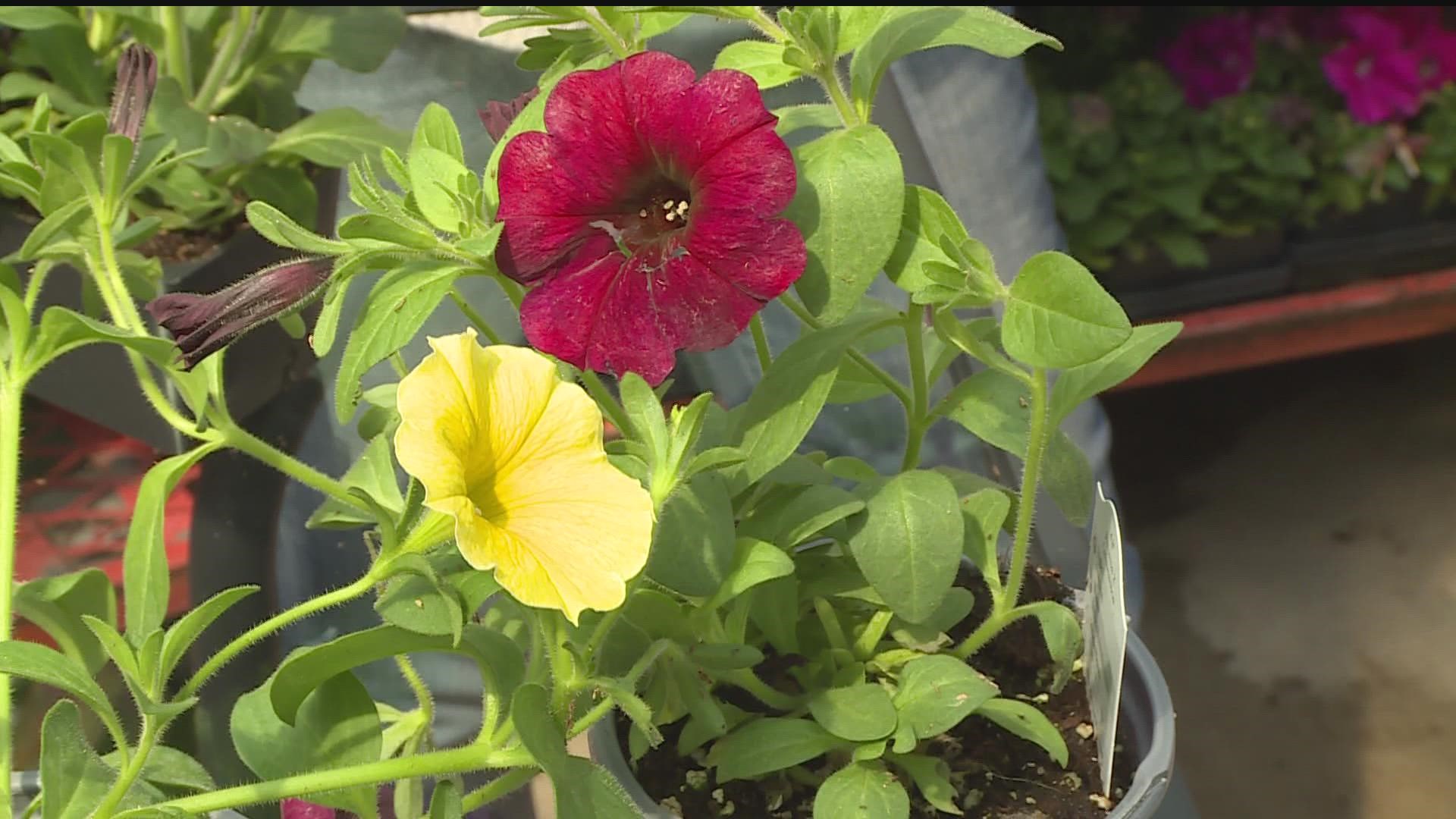 First, you don’t have to deadhead the new hybrid petunias. Second, they continue to bloom without getting leggy like other varieties.