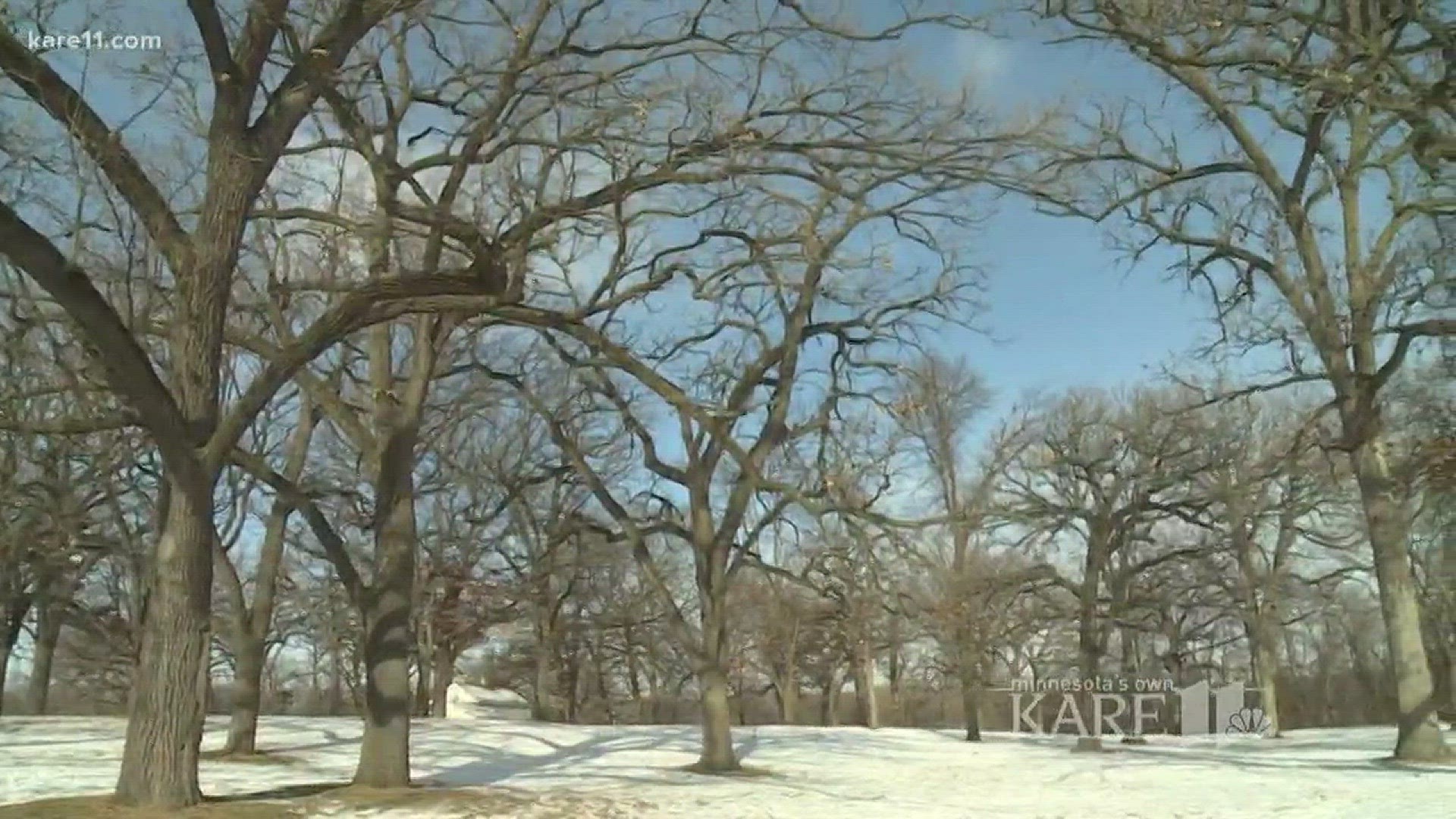 Look on the bright side. The cold snaps can be a killer for the pesky bugs that live inside or at the roots of trees and cause tree disease. http://kare11.tv/2pE2071