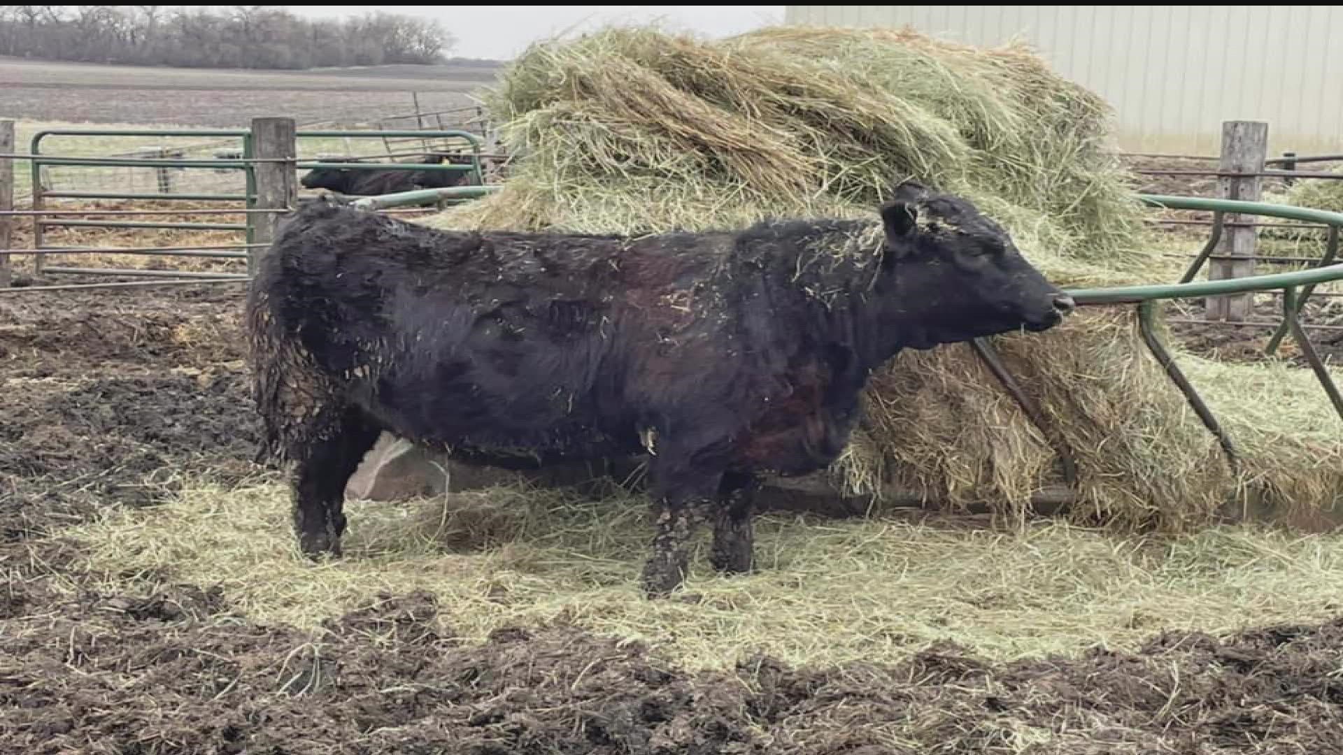 Lawmakers are debating a bill that would reimburse cattle producers for the hits they took for feed, water and transporting animals during last summer’s drought.