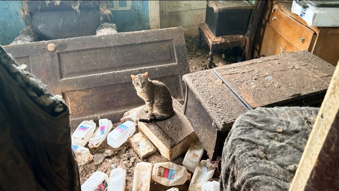 More than 70 cats rescued from abandoned Minnesota home | kare11.com