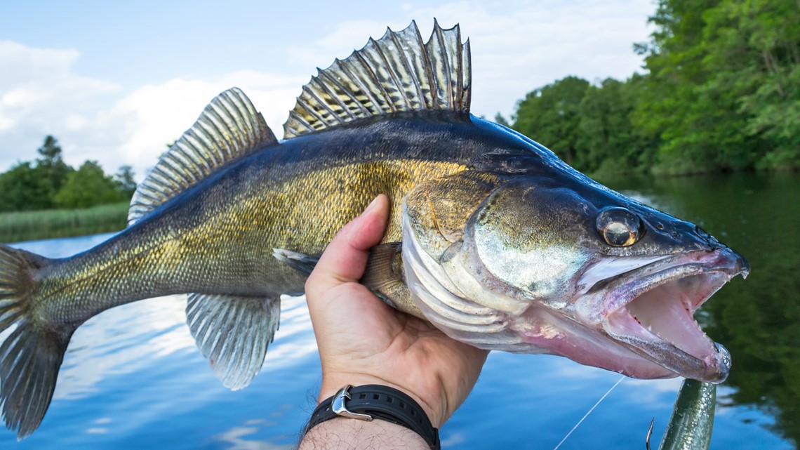 DNR closes Mille Lacs to walleye fishing for July