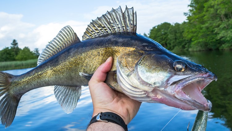 Mille Lacs to walleye fishing for July 