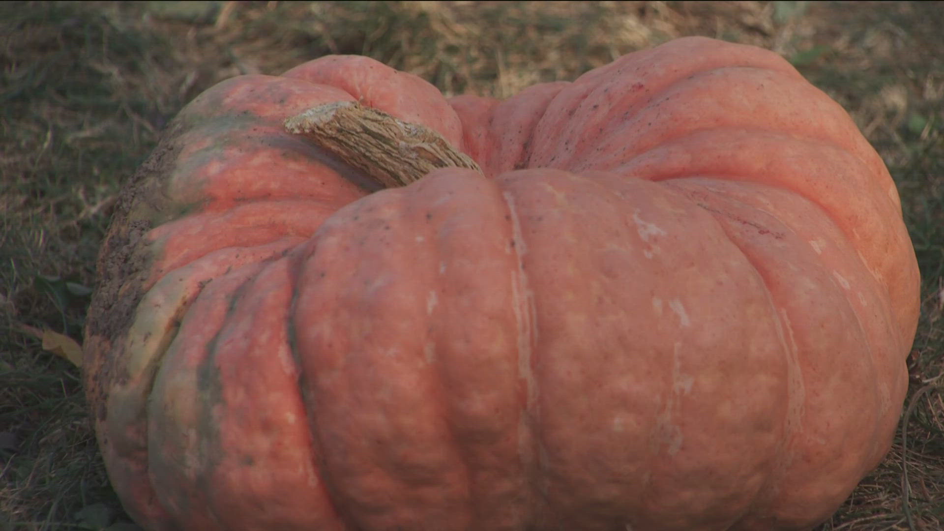 While many immediately think of the classic round and orange gourd, more people are giving different-looking pumpkins a chance.