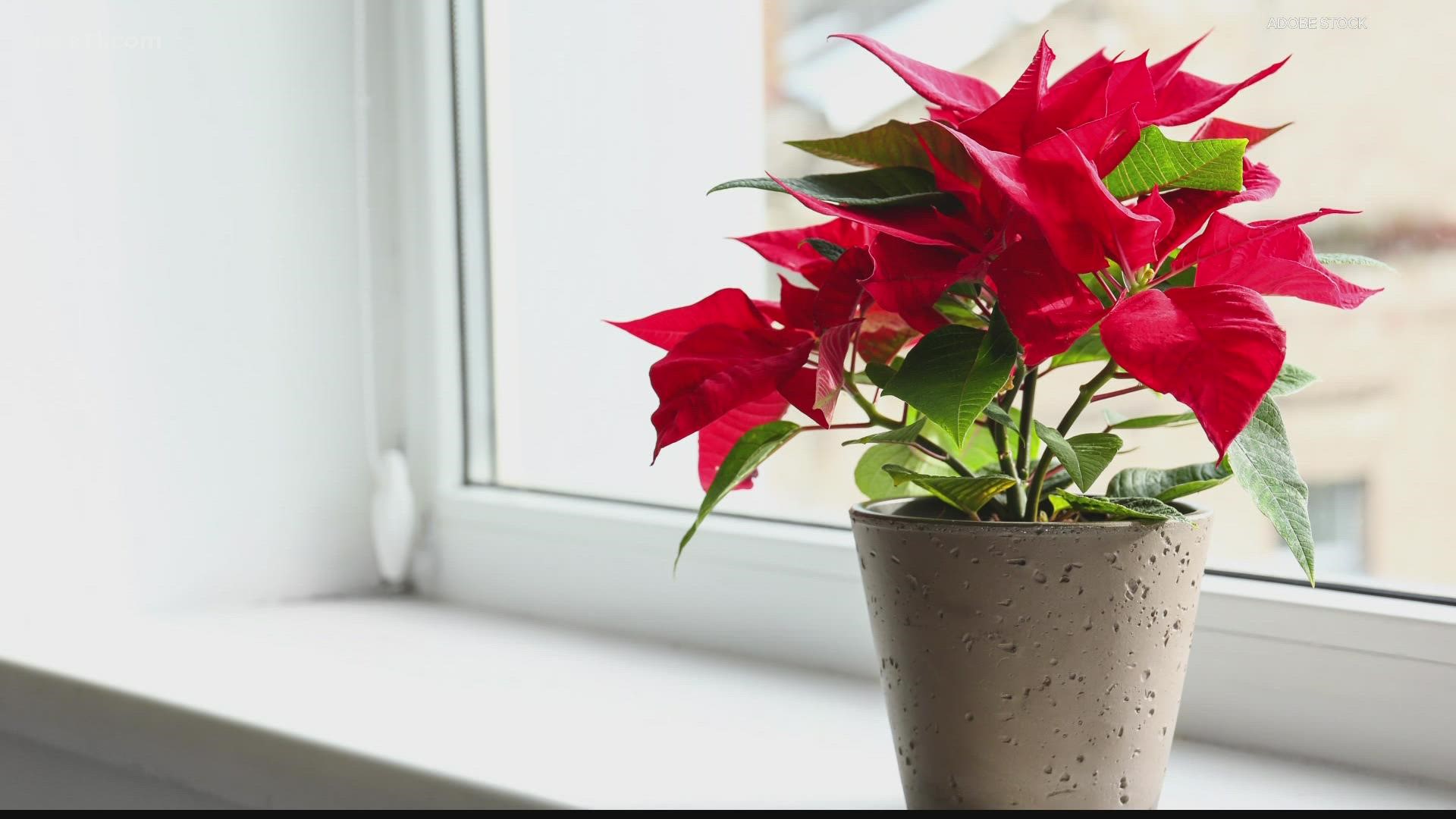Poinsettias are everywhere this time of year. Bobby and Laura have tips on how to keep your happy and healthy through the holiday season and beyond!