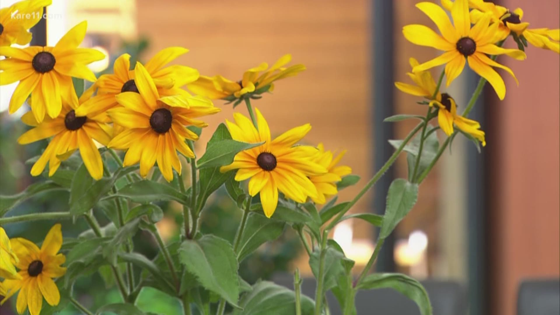 Karen Bachman Thull from Bachman's joined KARE 11 to offer helpful ways to incorporate native plants in the garden. https://kare11.tv/2Oybs4s