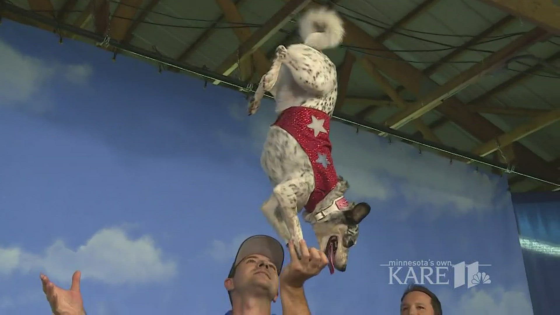 The "All-Star Stunt Dogs" complete stunts like dock dives, flying leaps, jump rope, walking backwards and even paw-stands. Even more special, they're all from shelters. http://kare11.tv/2x17Far