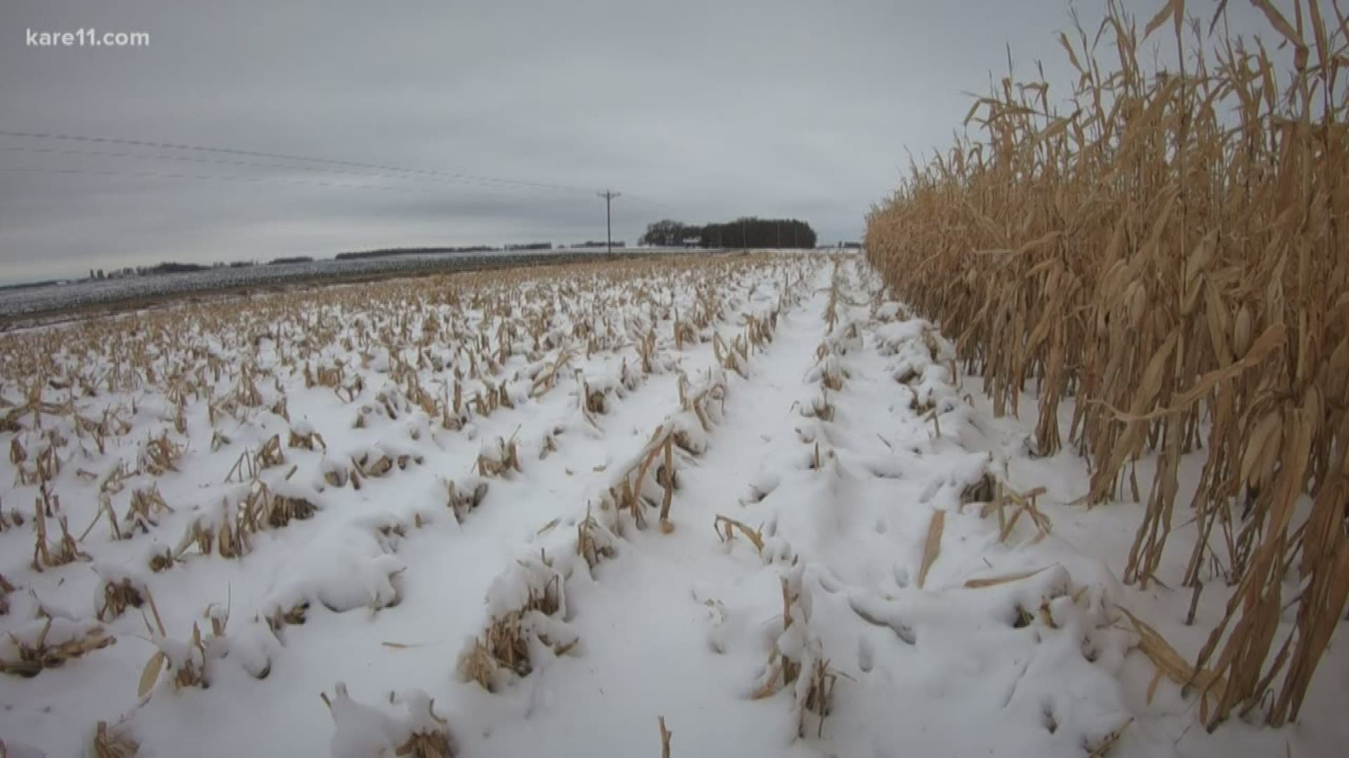 Some farmers were not able to harvest all their crops before this weeks snowstorm.