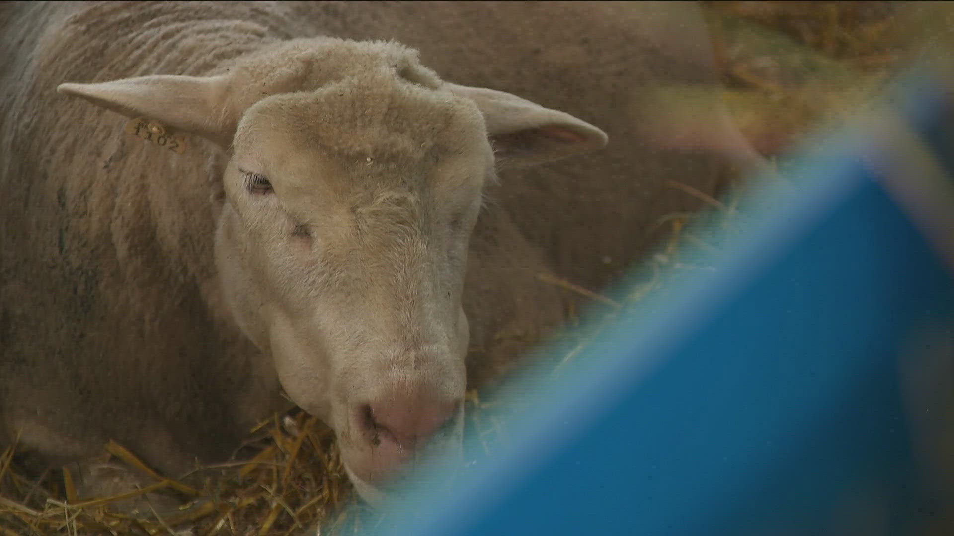 The Miracle of Birth Center is one of the most popular exhibits at the Minnesota State Fair, and also one most impacted by high temperatures.