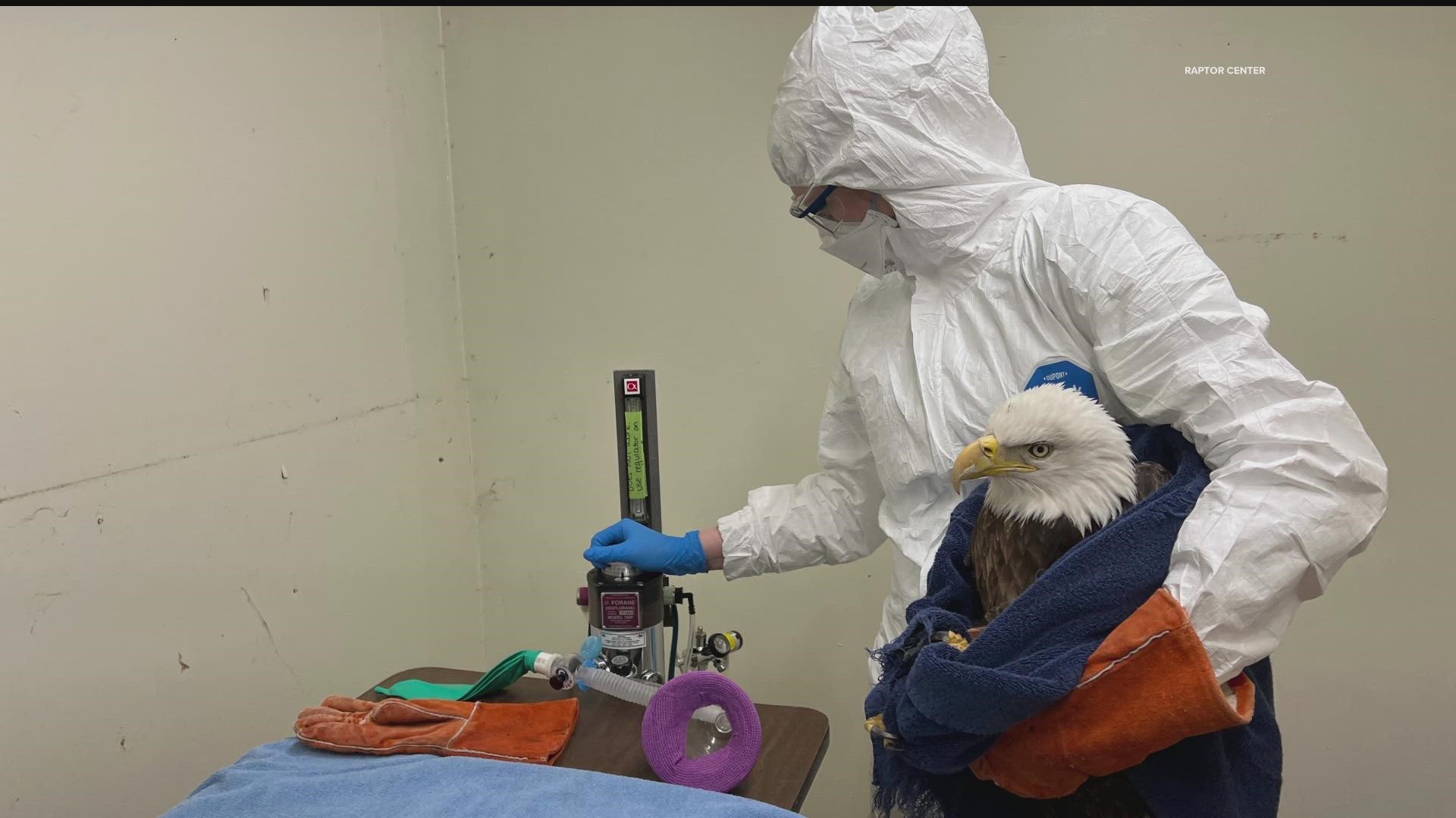 Since setting up a new triage area last week, The Raptor Center has tested 11 birds, seven of which were positive for a highly contagious strain of avian flu.