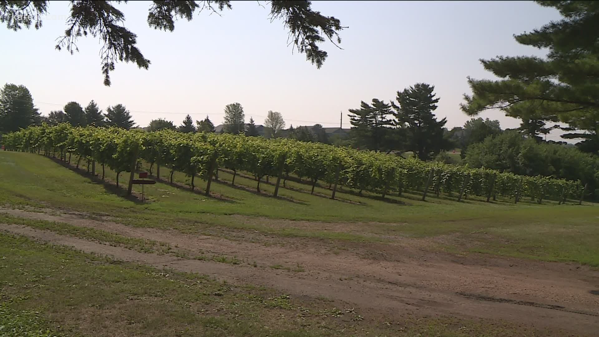 St. Croix Vineyard in Stillwater says the lack of rain keeps grapes sweet and free from diseases.
