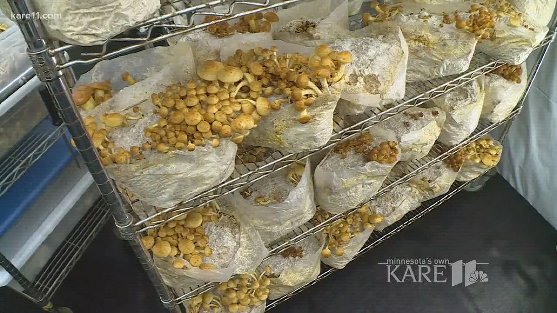 Grow with KARE: MIssissippi mushrooms