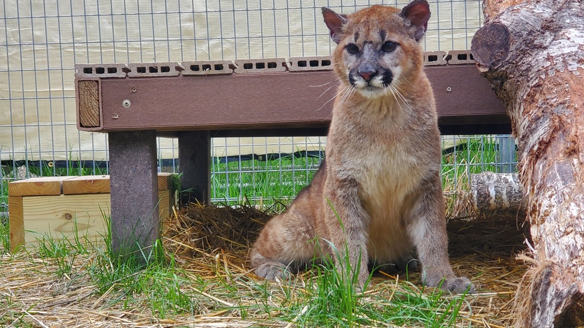 Minnesotas Wildcat Sanctuary Rescues Cougar Kitten