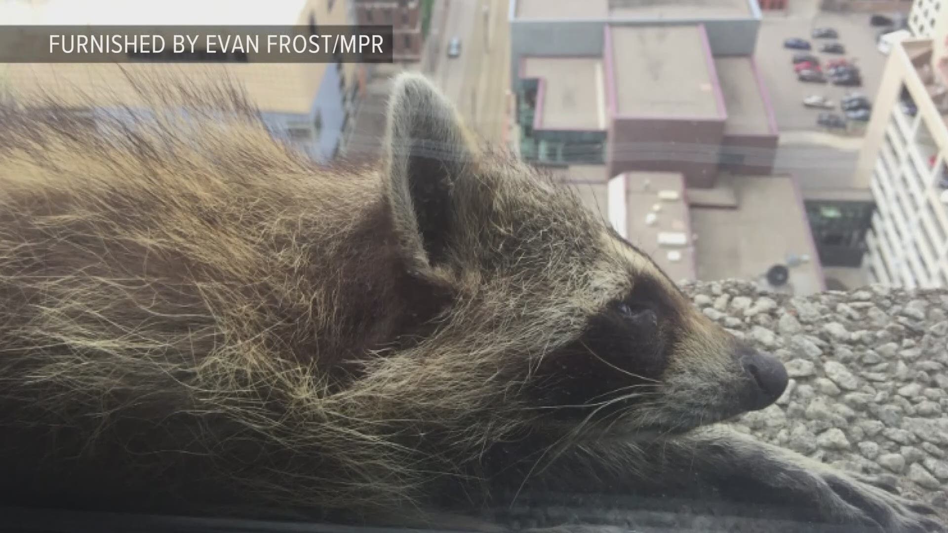 A raccoon in St. Paul, Minnesota has captivated the country. https://kare11.tv/2y5kLot