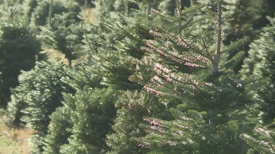 Expect to spend a little extra for a real Christmas tree this holiday season