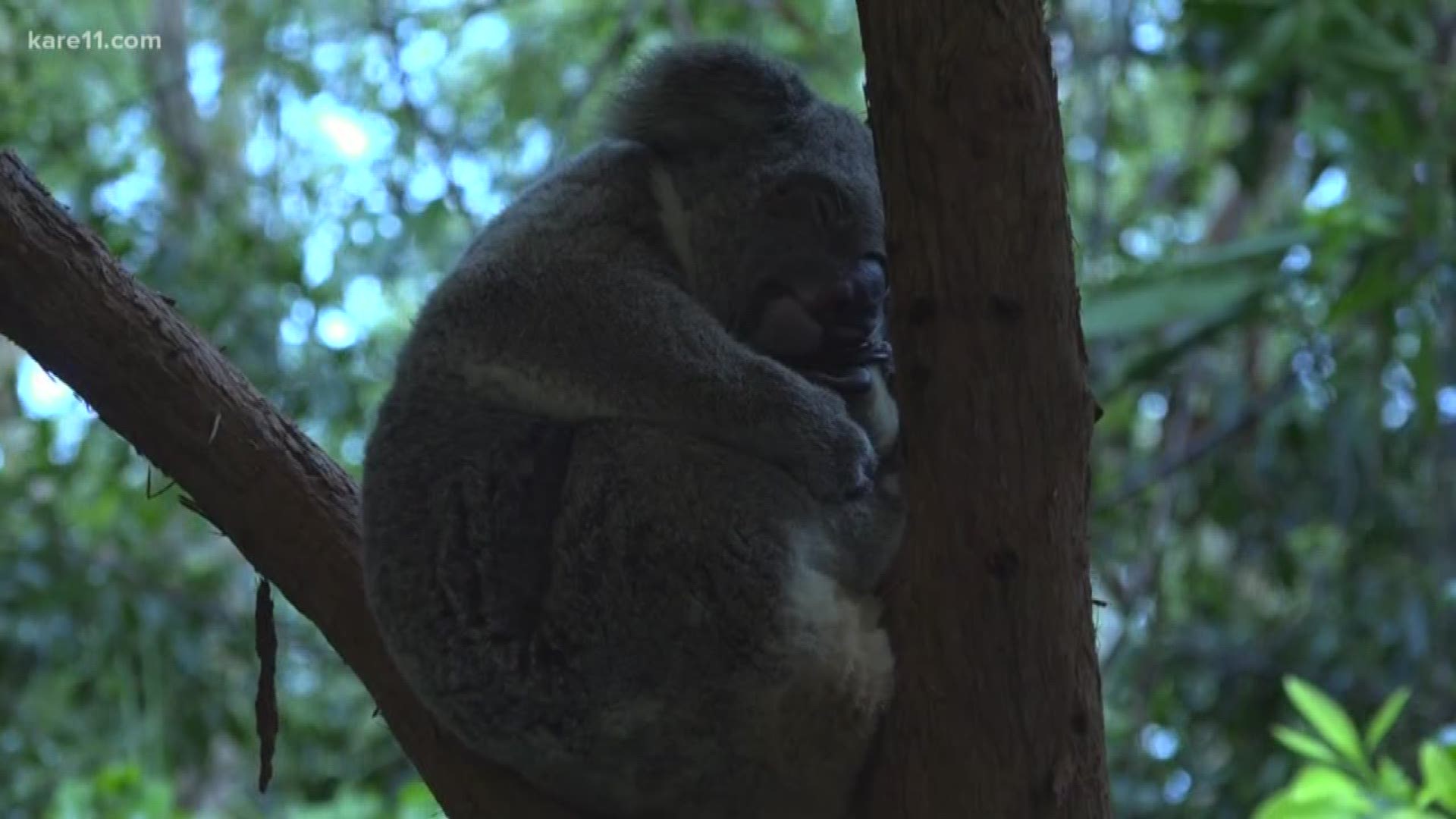 KARE 11's Sven Sundgaard is in Australia for his latest explorations. Here's a look at some of the animals he's seeing!
