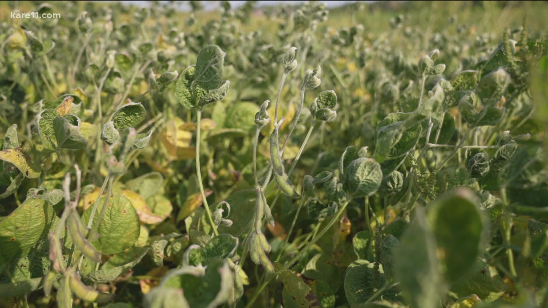 The National Weather Service says about 8 inches of rain through November would recharge the groundwater to help the 2022 growing season.