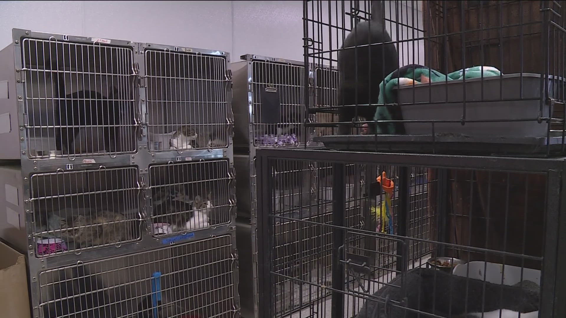 Officials say 42 animals were removed from the facility and placed with the Humane Society.