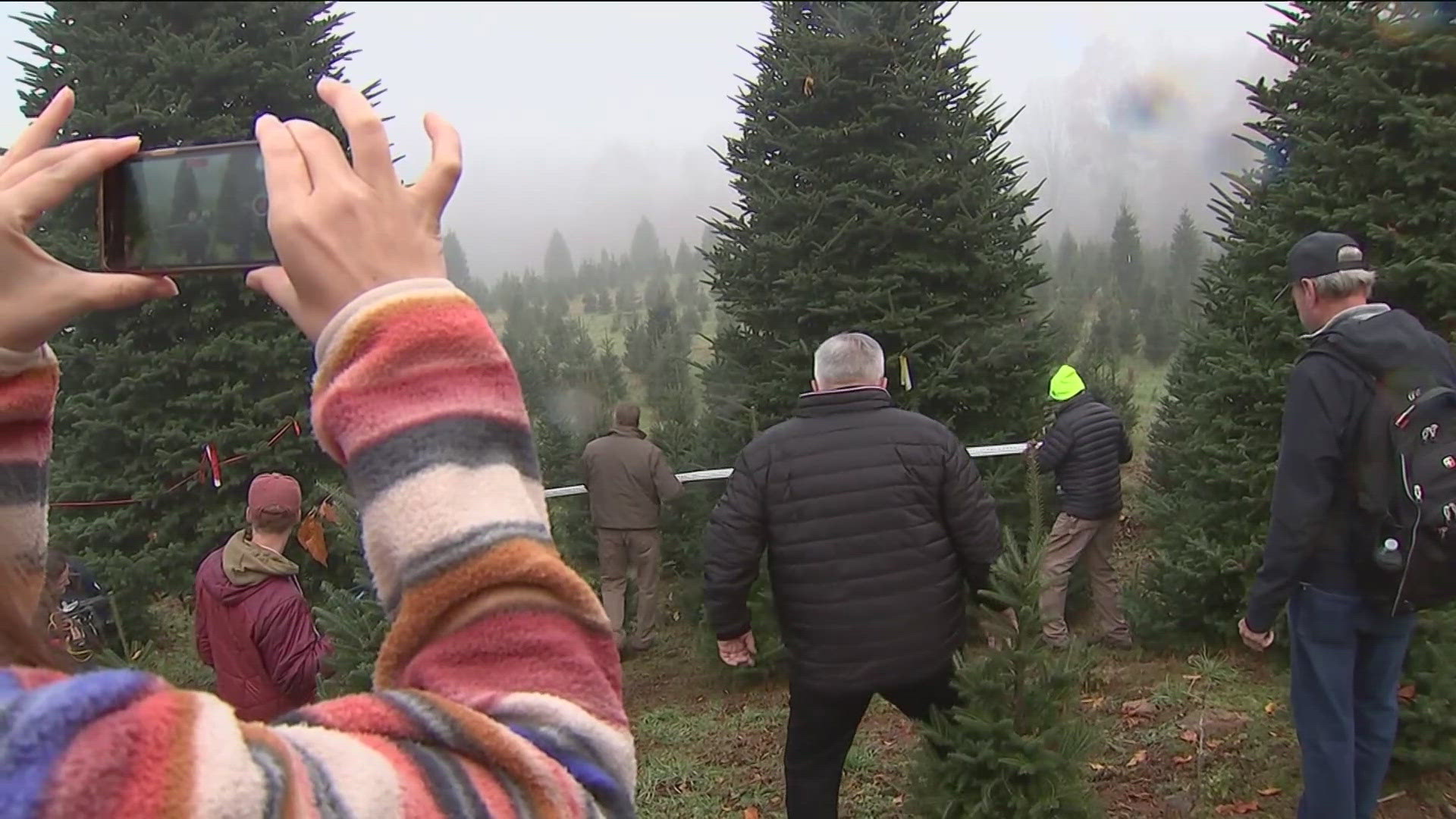 A 200-foot Fraser Fir will make the trip to Washington D.C. in a few weeks for the holiday season.