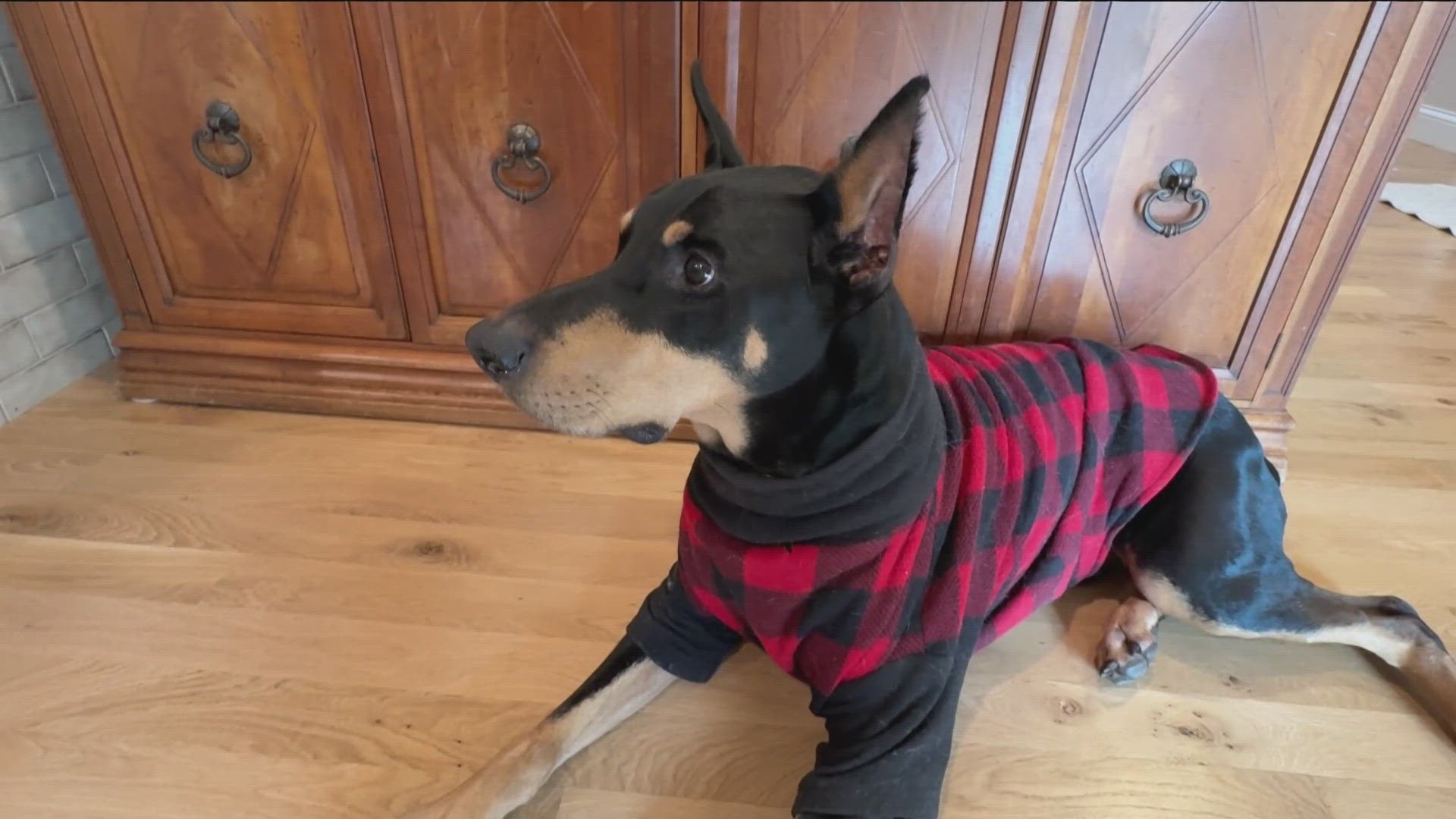 Katherine Newman, owner of Augusta Dog Training, says teaching your dog to properly greet guests, lay down and stay out of certain areas is essential. 