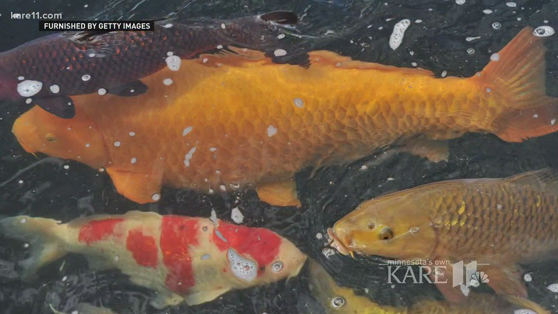 The common carp is now more known as a source of destruction to lake vegetation, which is why researchers have spent years looking for ways to control them. Now, a herpes virus found in ornamental Koi fish could soon help control the common carp. http://k