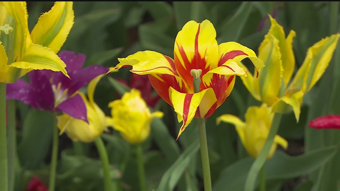 A look at the many types of tulips