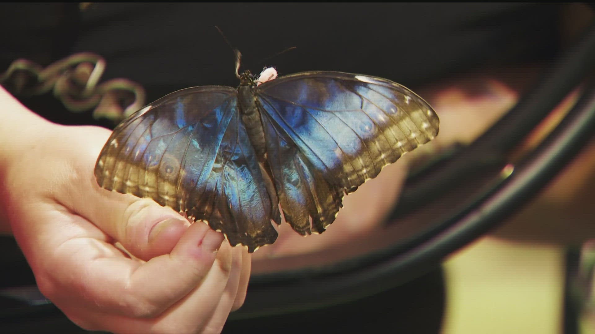 David Bohlken stocks the Butterfly House at the State Fair with thousands of butterflies. But in recent years, his job has gotten a lot harder.