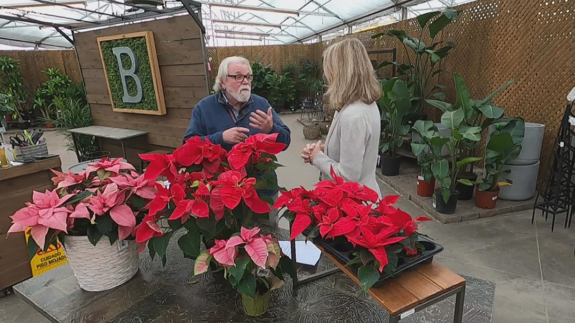 Keeping your poinsettia plants alive after they finish blooming.