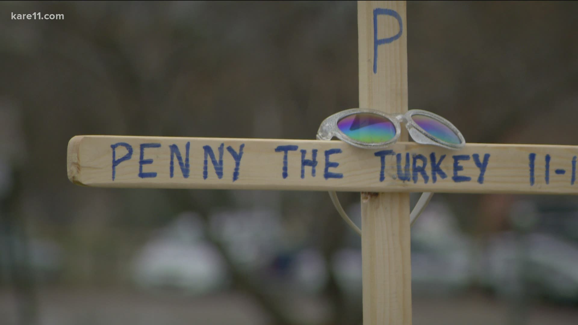 Penny was beloved, but both the DNR and Bloomington Police received a growing number of complaints about the tom.