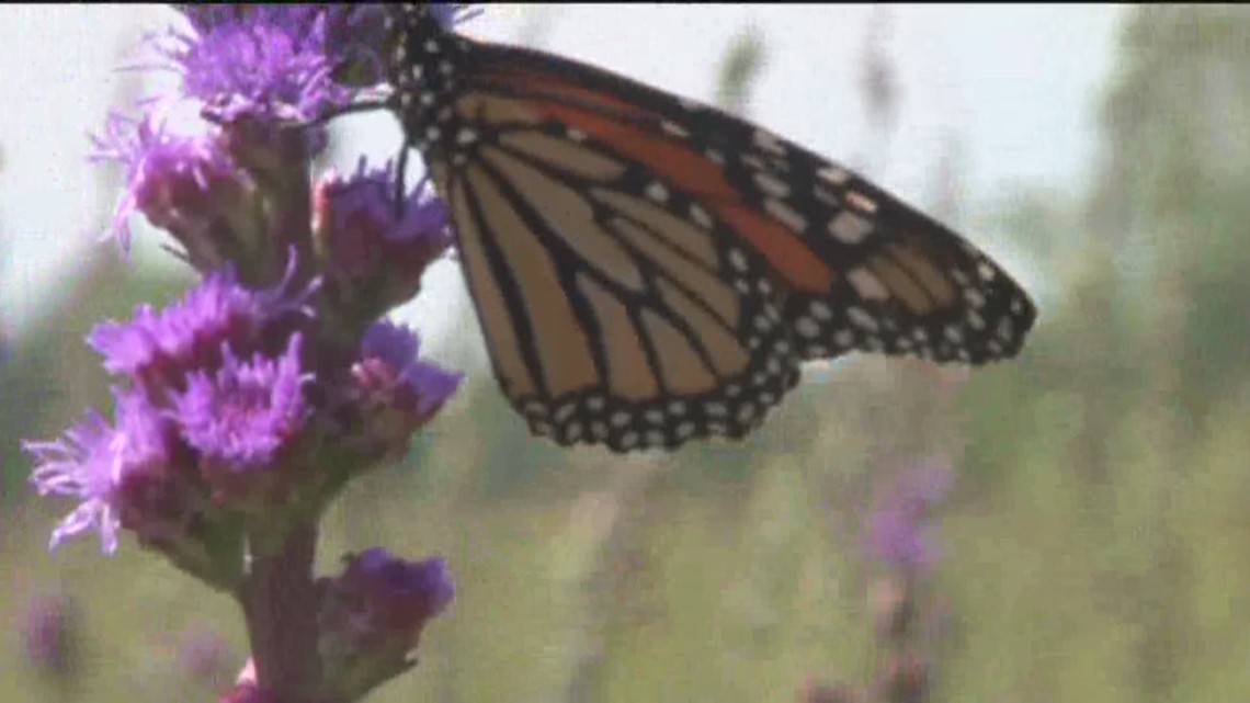 Monarch butterfly population plummets 86% in one year in