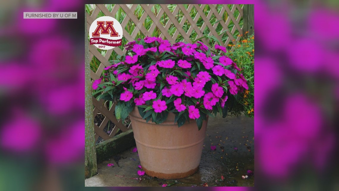 Grow with KARE Top Ten Annuals