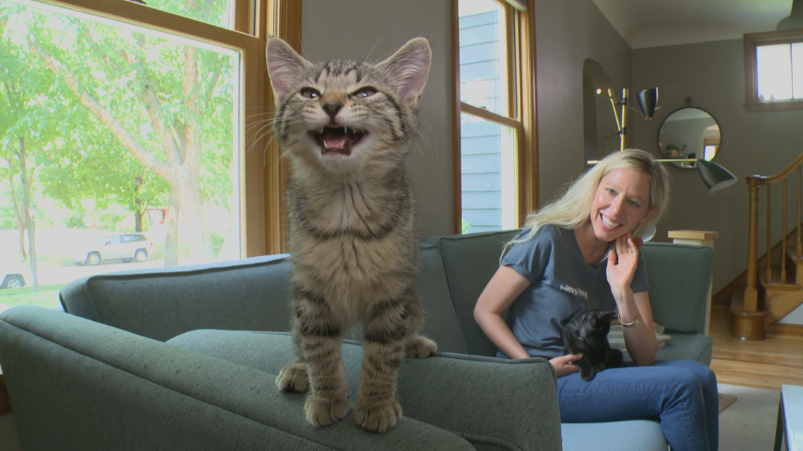 Help 'The Bitty Kitty Brigade' take in new kittens - Vimarsana News