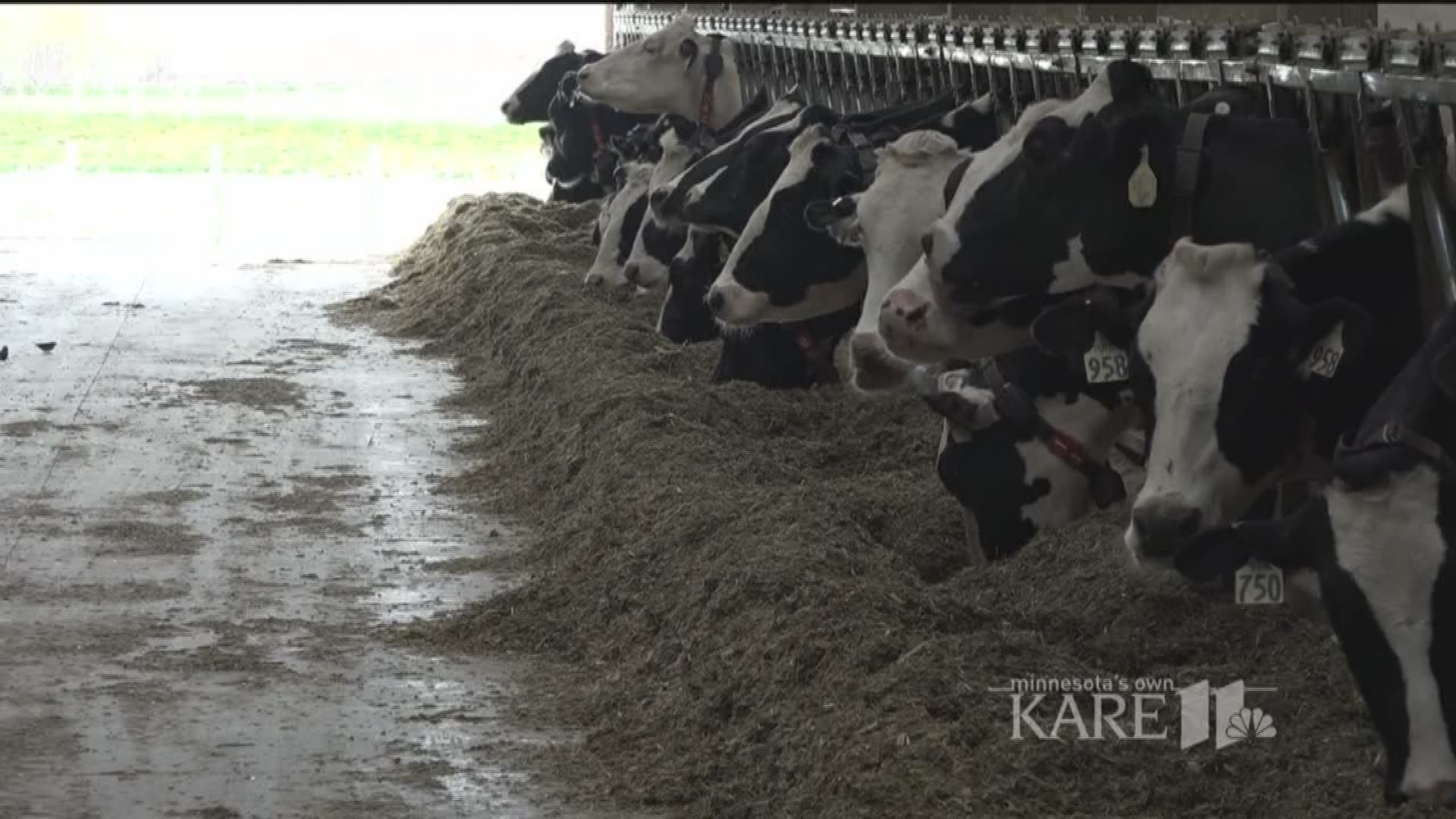 Minnesota dairy farm run by robots