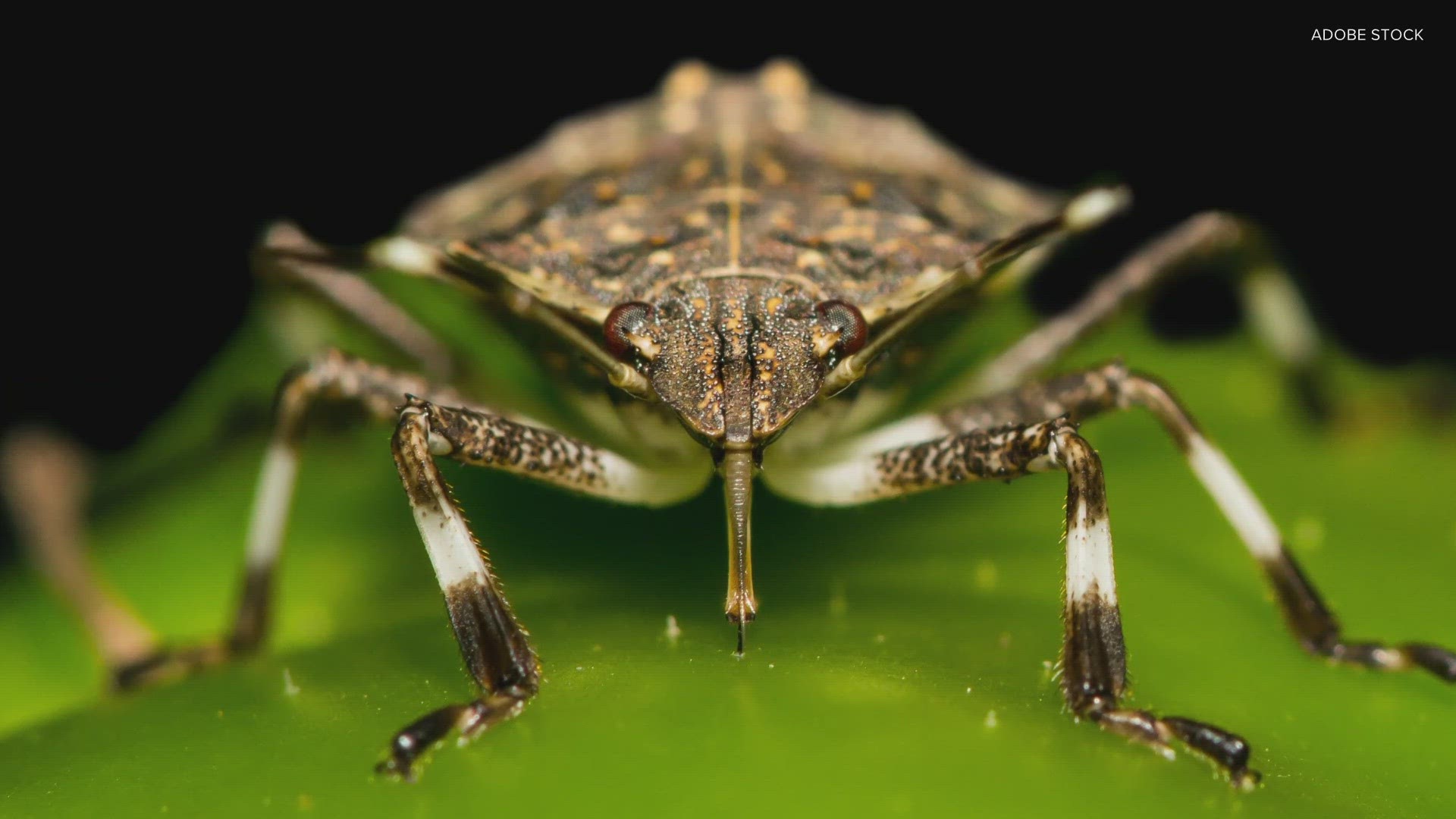 Stink bugs: The good, the bad, and how to get rid of them