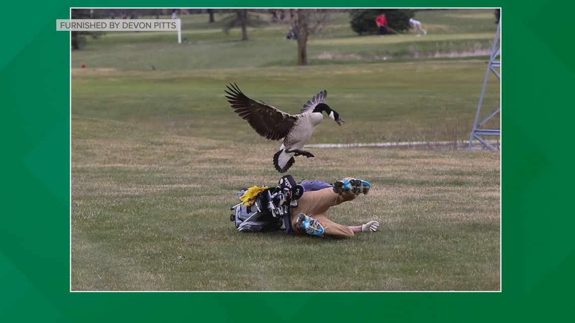 Why do birds attack people?