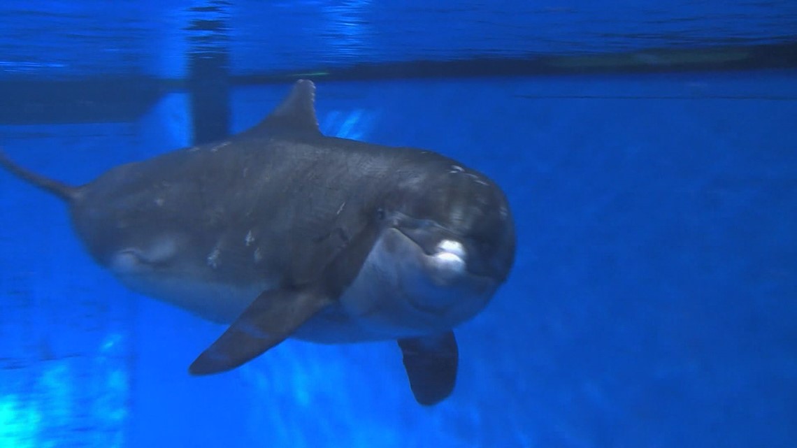 Former MN Zoo dolphin Semo dies at 54