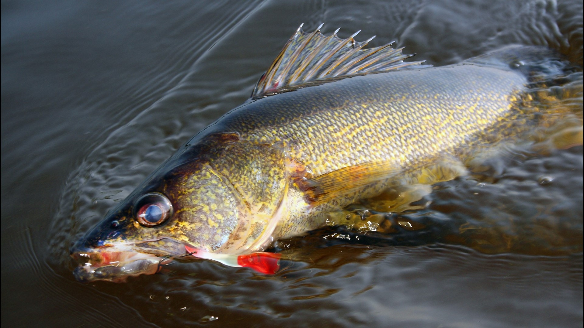 DNR may relax walleye regulations on Leech Lake