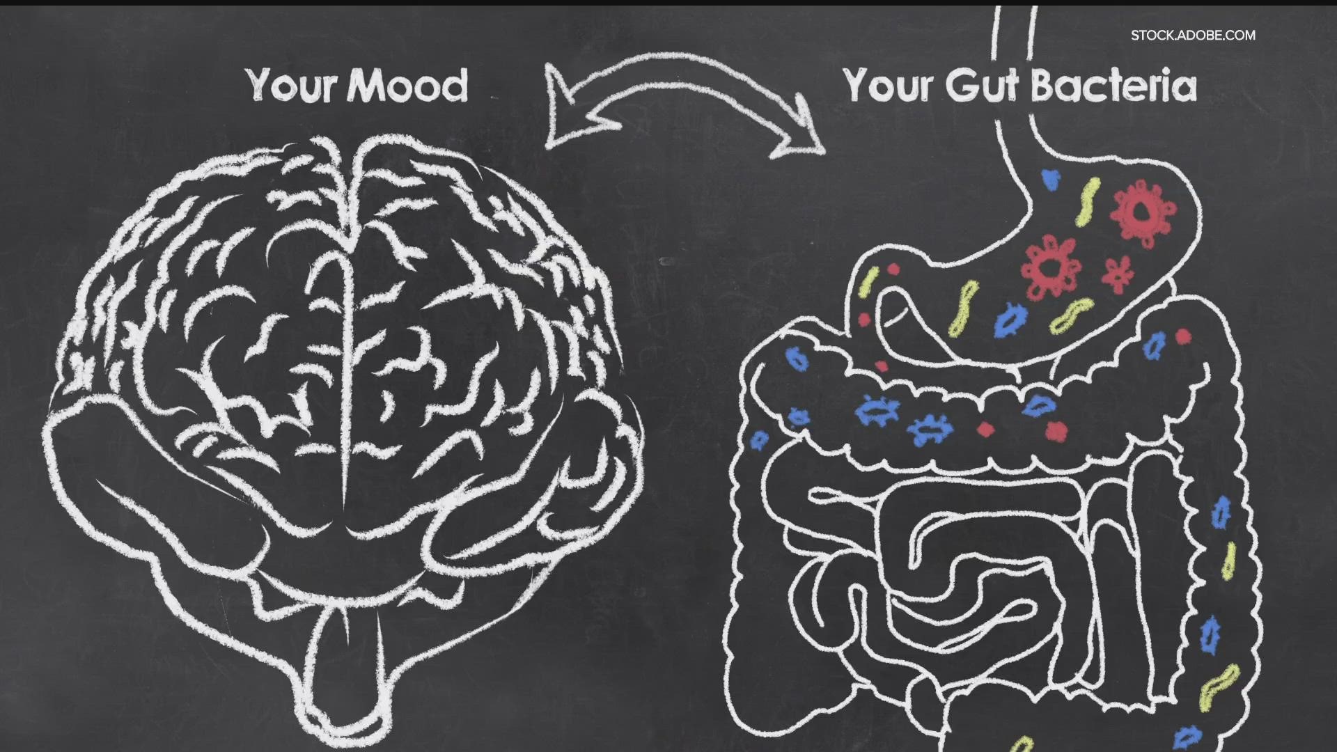 Every part of our bodies is interconnected, so it should come as no surprise that if you take care of your gut, it will have an impact on your brain. But how much?