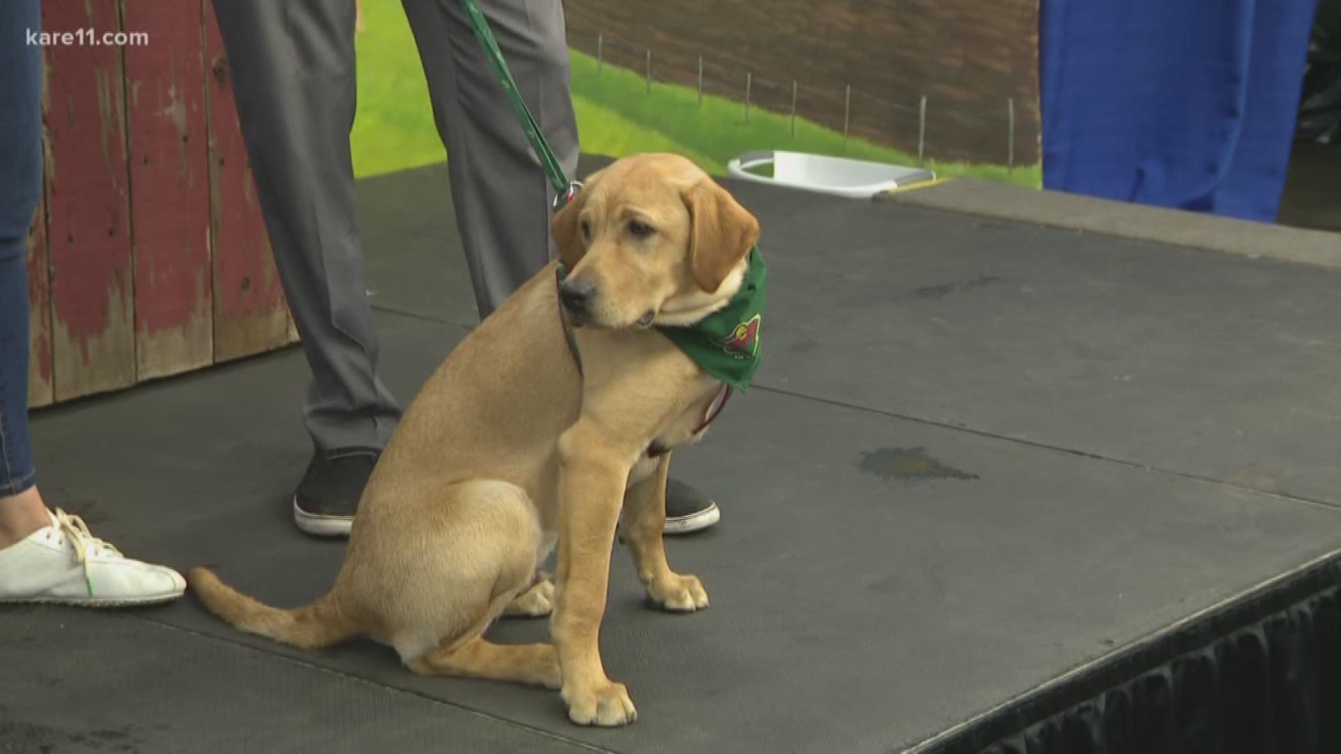 The Minnesota Wild’s newest off-season acquisition, Breezer, stopped by the KARE 11 fair booth on National Dog Day to discuss his new role and the upcoming 2019-20 Wild season.
