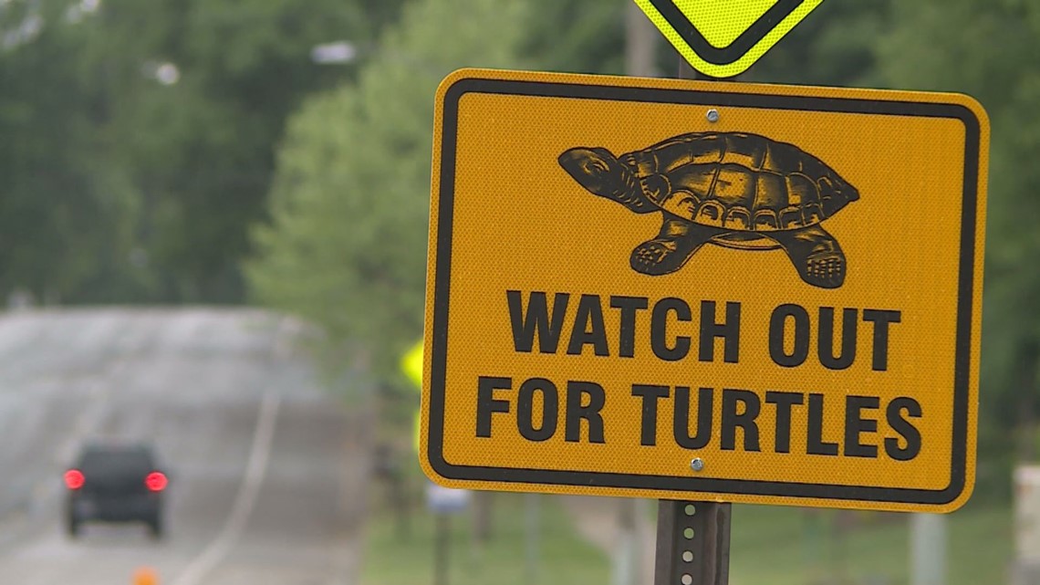 Wildlife Officials Highlight Safe Turtle Crossings 