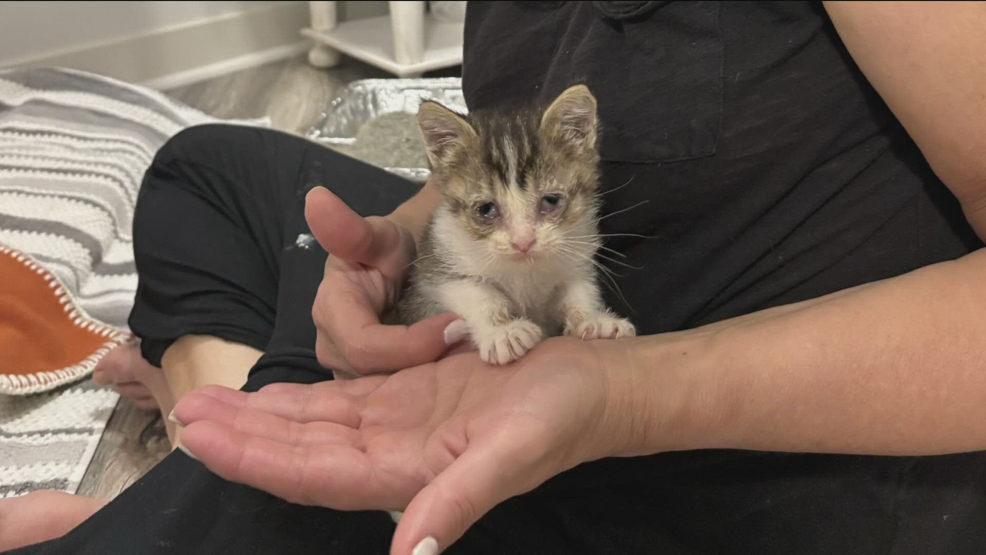 81 cats were rescued from a foreclosed home in Coon Rapids back in March.