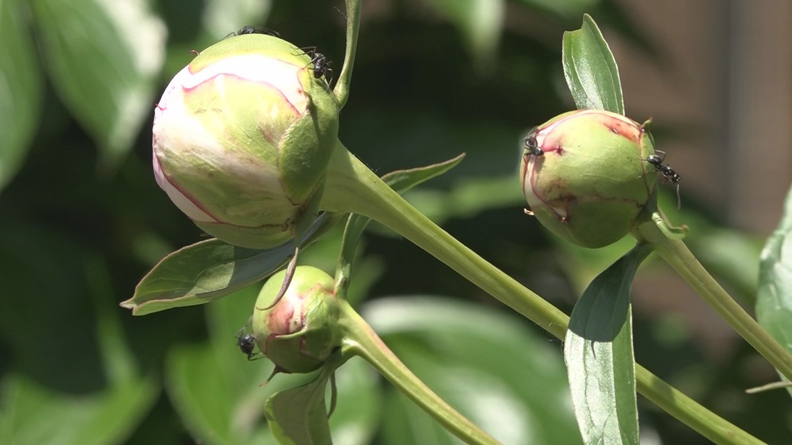 Why are ants on my peonies?