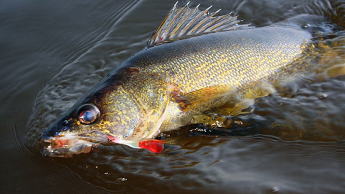 Walleye fishing at Mille Lacs closed due to high catch rates, fish