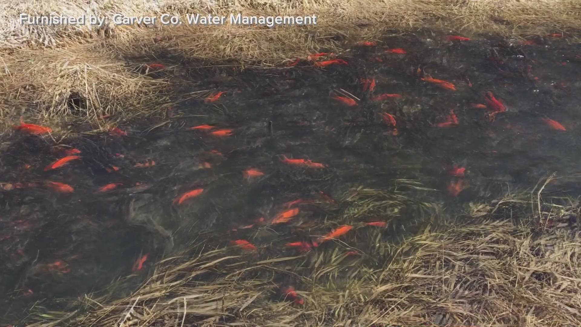 Thousands of invasive goldfish have been found in Chaska’s chain of lakes.  County leaders believe they were dumped here, which is illegal.