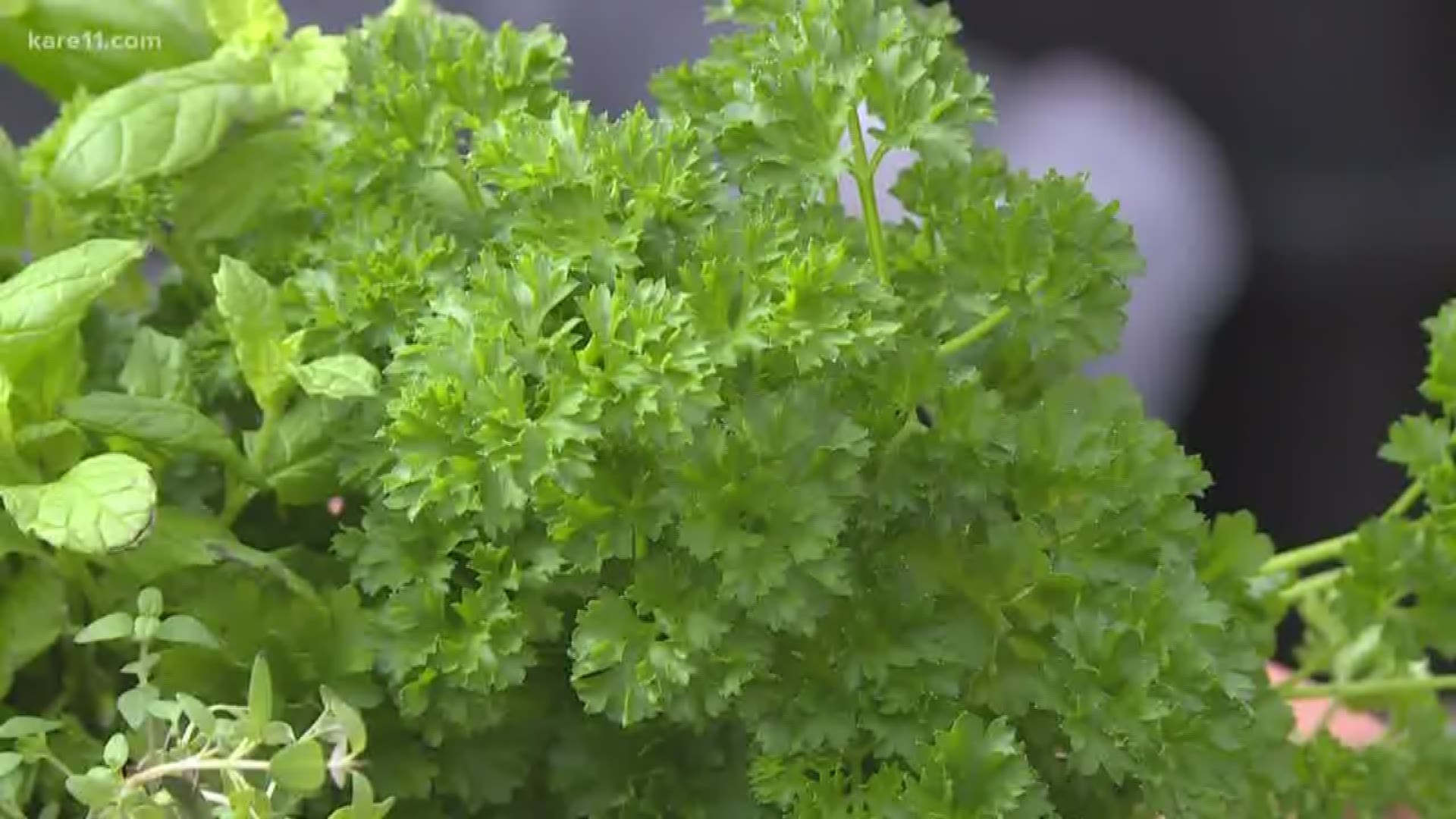 Hear about the best tips to keeping you herbs thriving this winter!