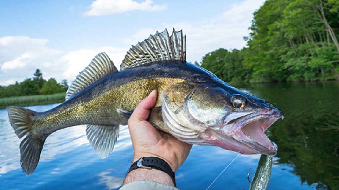 DNR optimistic about Mille Lacs walleye count after study