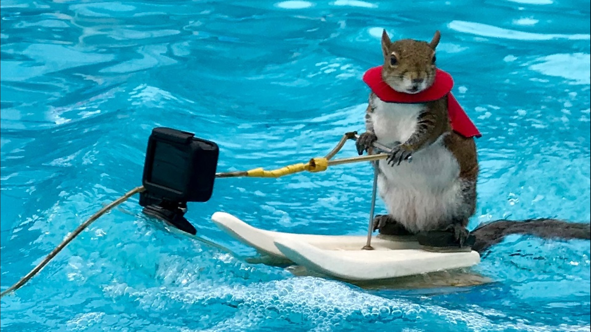Twiggy the waterskiing squirrel retires after Minneapolis show
